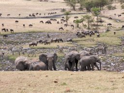 Bologonja_Seronera2009-24